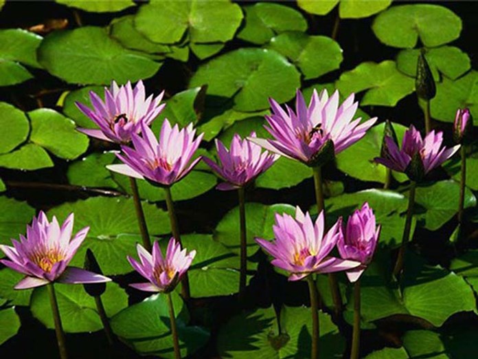 Water_lilies2